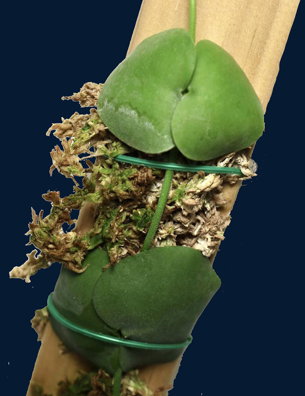 Dischidia platyphylla