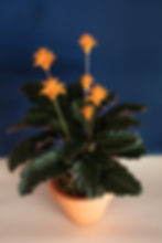 Calathea crocata