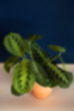 Maranta leuconeura "Lemon Lime"