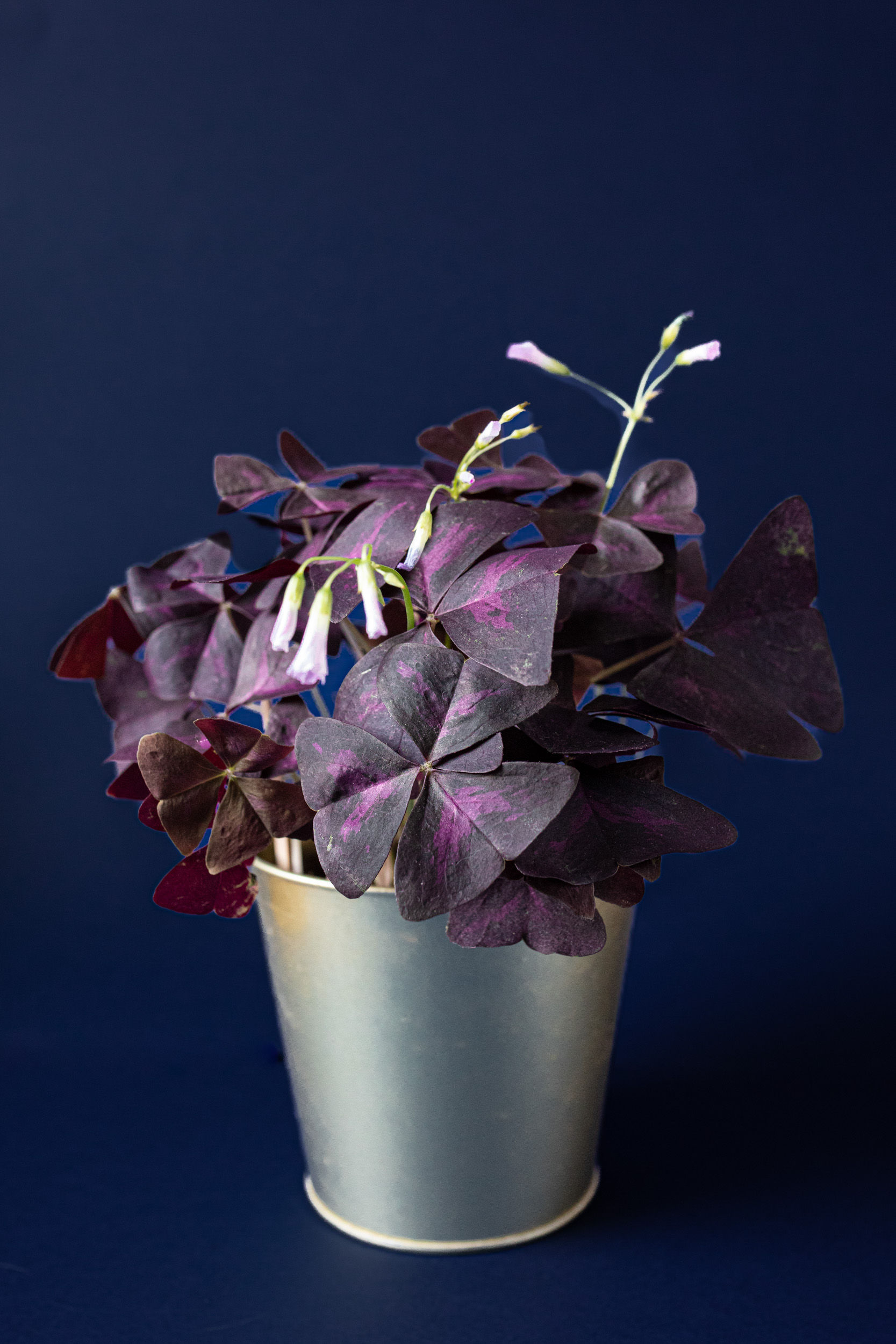 Oxalis triangularis