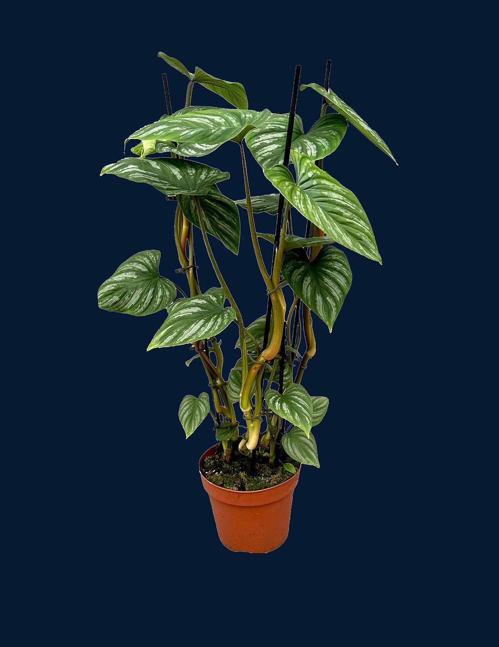 Philodendron Mamei