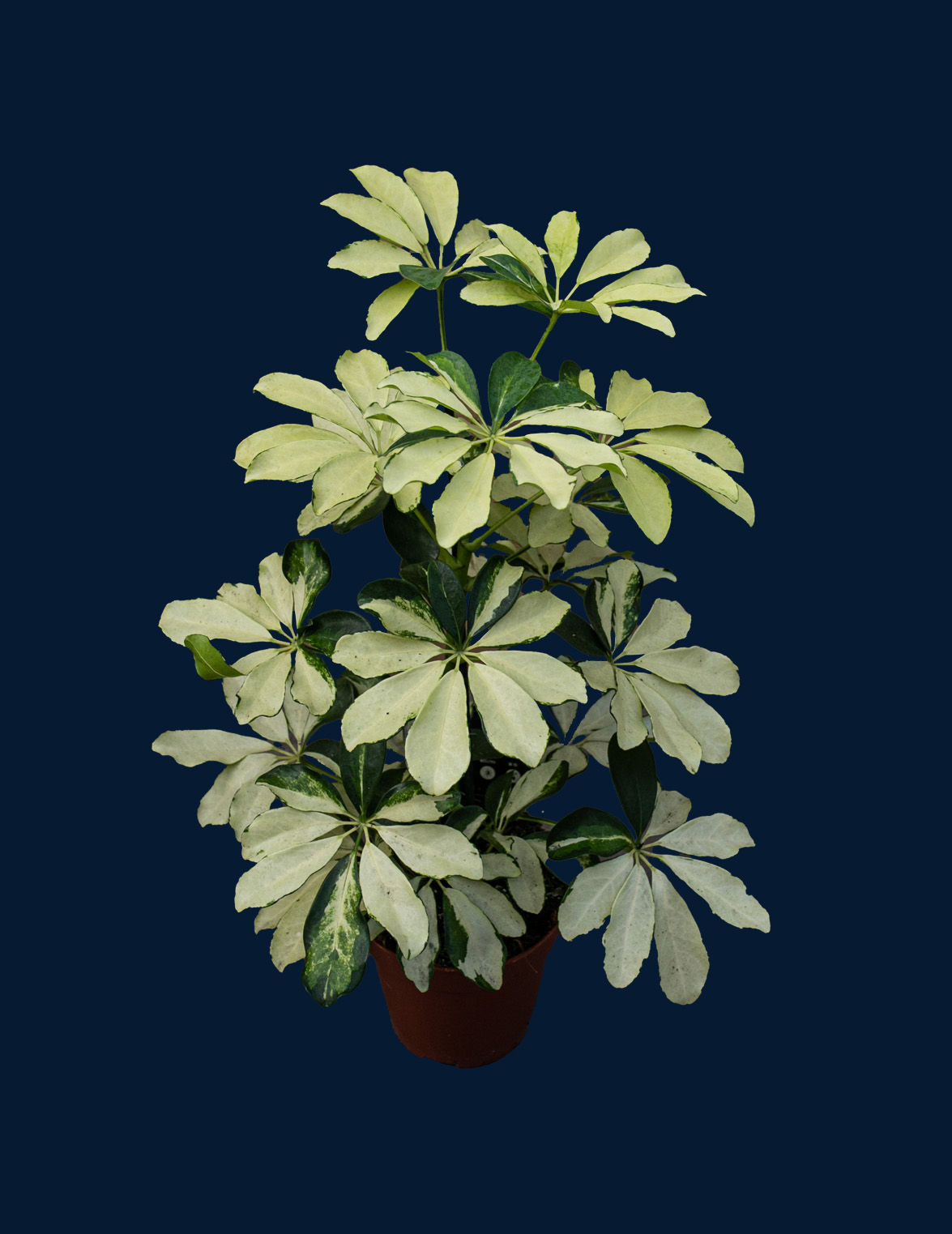 schefflera arboricola albo variegata