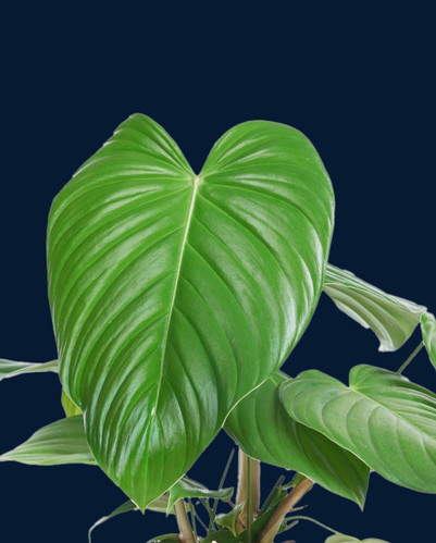 philodendron subpinnata 4" Monstera subpinnata