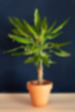 Dracaena fragrans