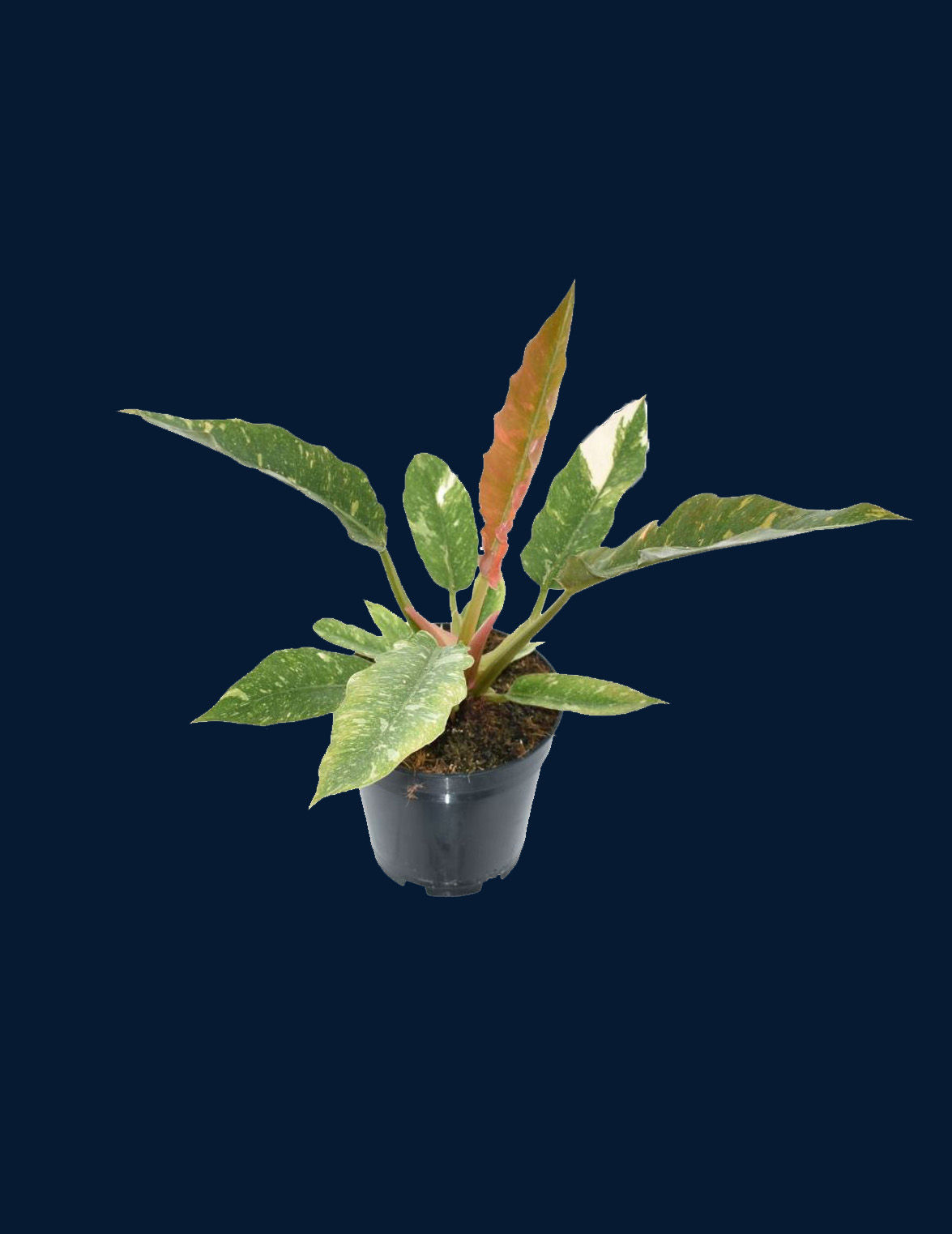 Philodendron "Ring of Fire"