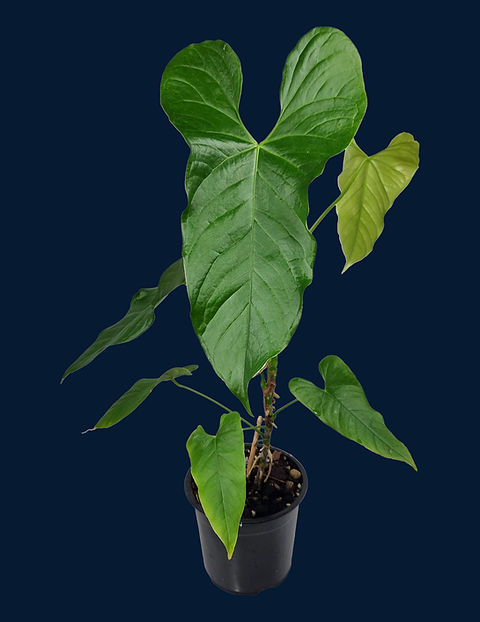 Anthurium balaoanum | Speak In Plants