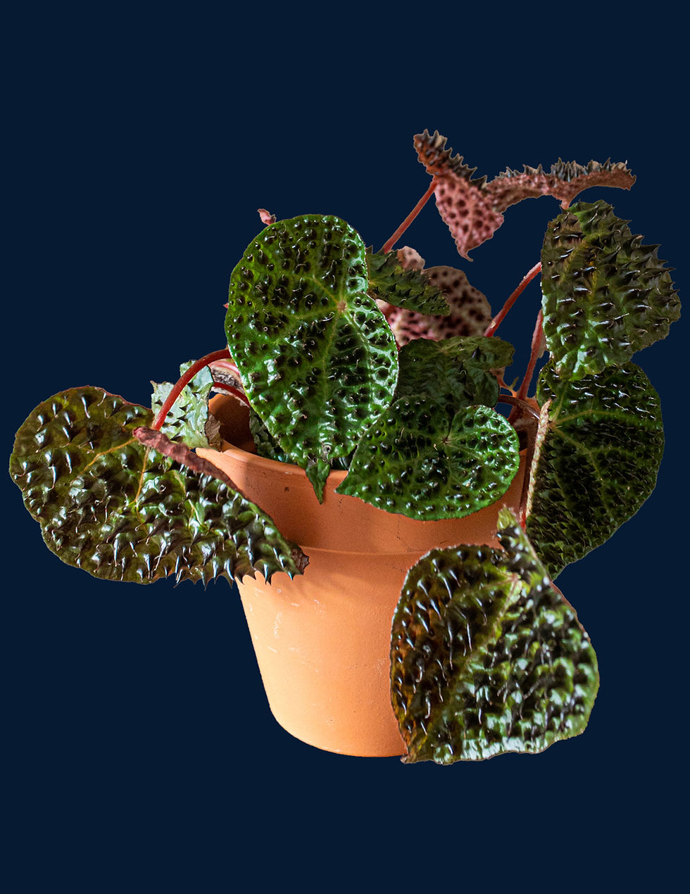 Thumbnail: Begonia ferox