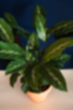 Calathea "Maui Queen"
