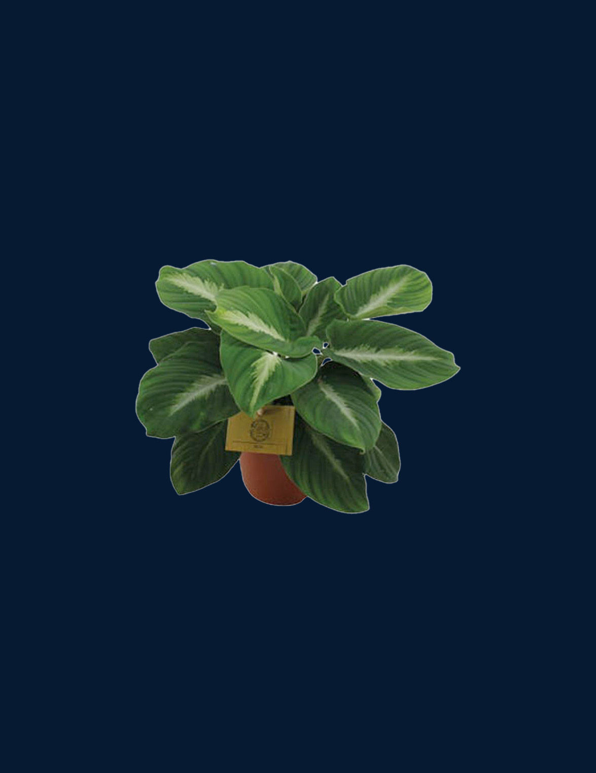 Adelonema Pallidinervium