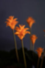 Calathea crocata