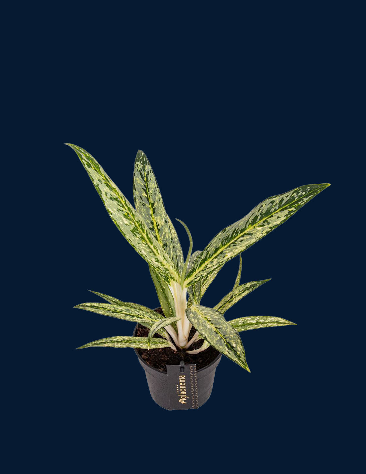 Aglaonema "Matcha Lemon"