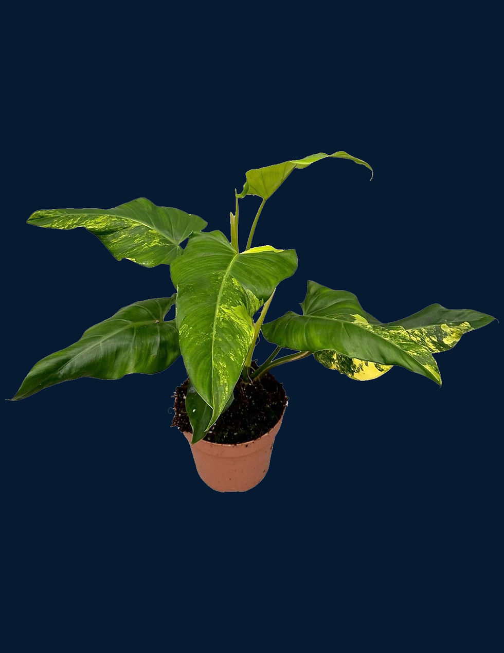 Philodendron domesticum variegated (XL)