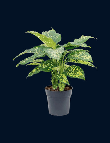dracaena plant indoor benefits Dracaena Warneckii White Jewel main image 1