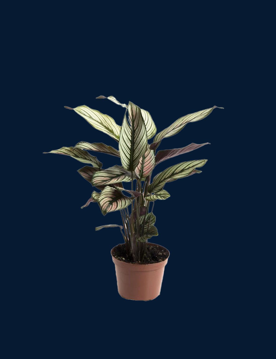 calathea "white star"