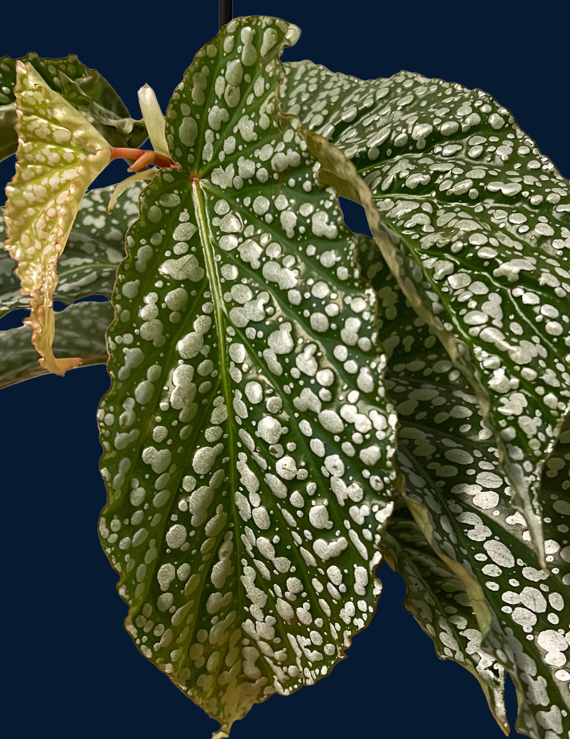 Begonia wings cracked ice