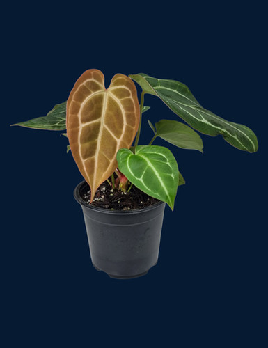 Anthurium papillilaminum x crystallinum | Speak In Plants