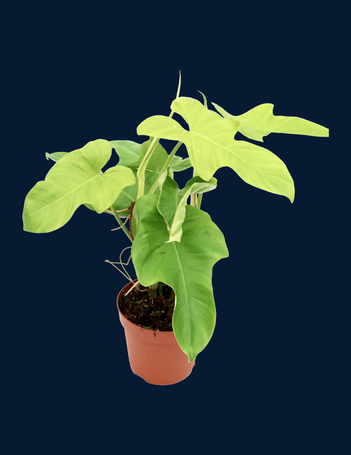 philodendron golden violin