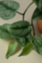 Scindapsus pictus "Exótica"