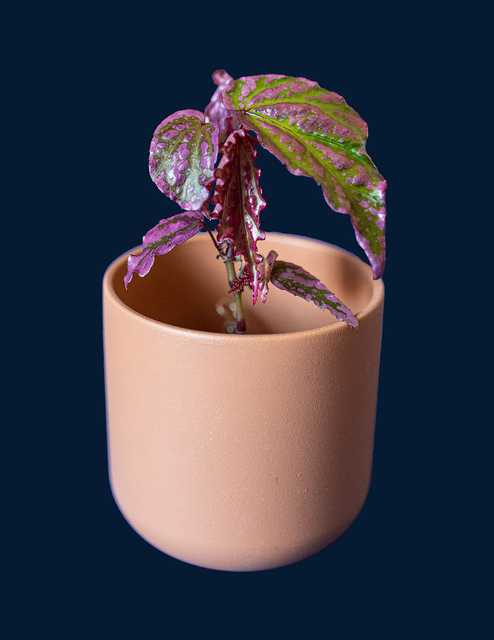 Thumbnail: Begonia sp. "Crazy Pink" sumatera