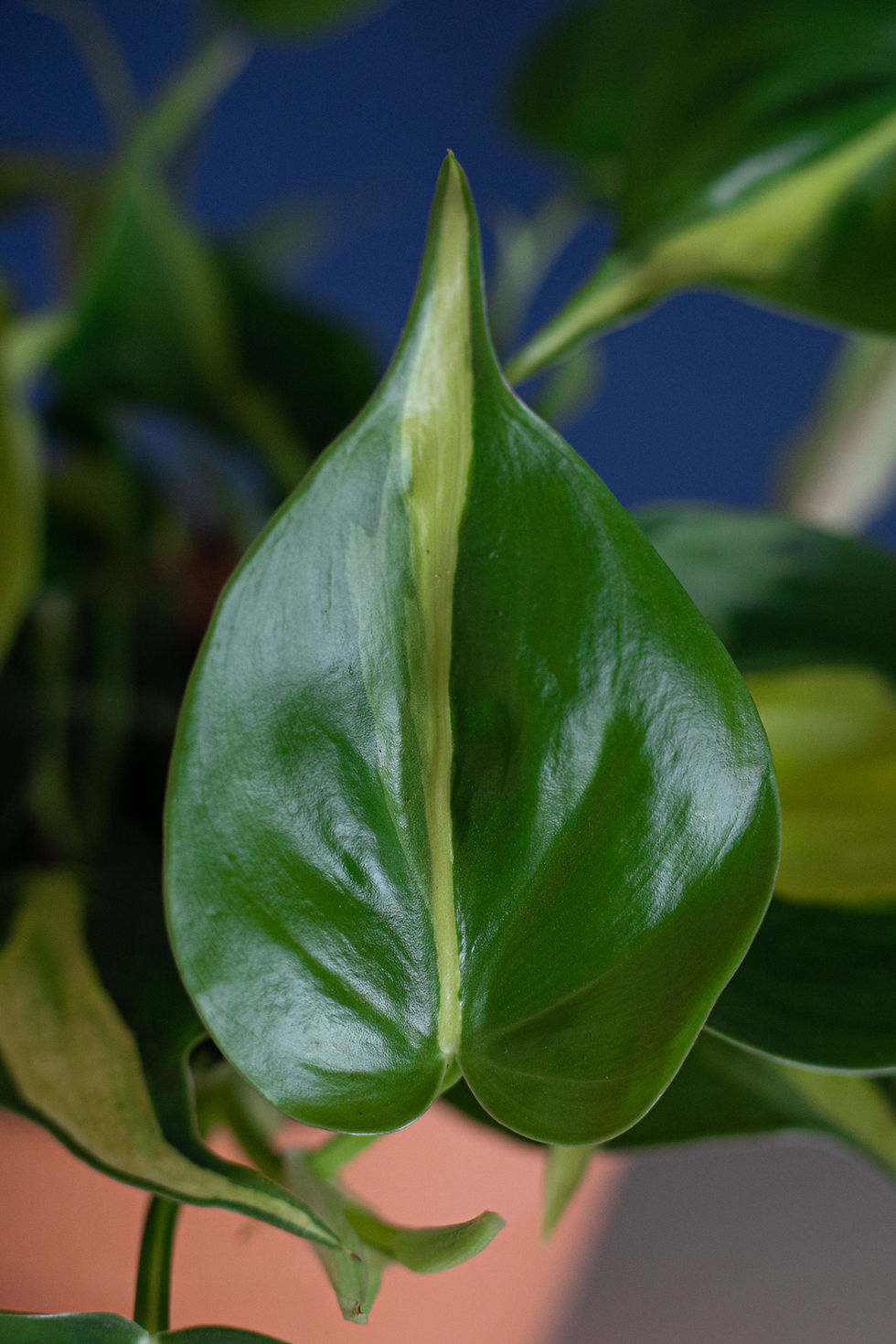 Thumbnail: Philodendron "Brasil"