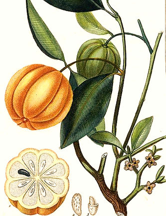 Image: Public Domain.