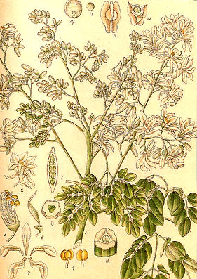 Image: Public Domain.