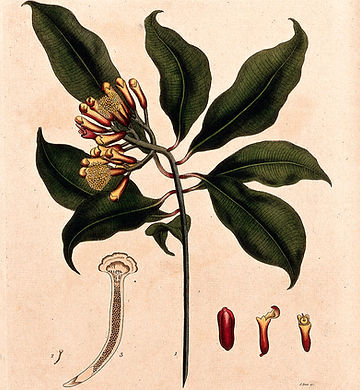 Image: Public Domain.