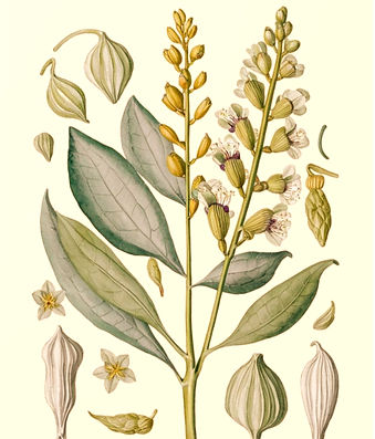 Image: Public Domain.