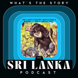 Sri Lanka’s Bears, Buffaloes & Boars  |  The 3  Great “B’s”
