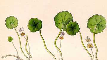 Image: Public Domain.