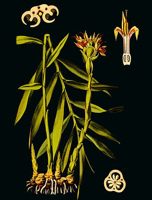 Image: Public Domain.