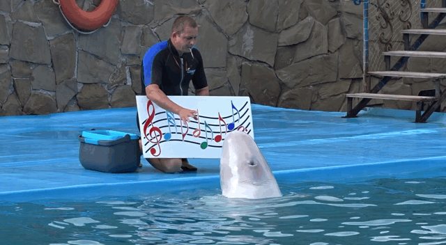 IMG_4173.GIF