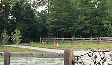 Wildlife at Cherry Mountain Farm