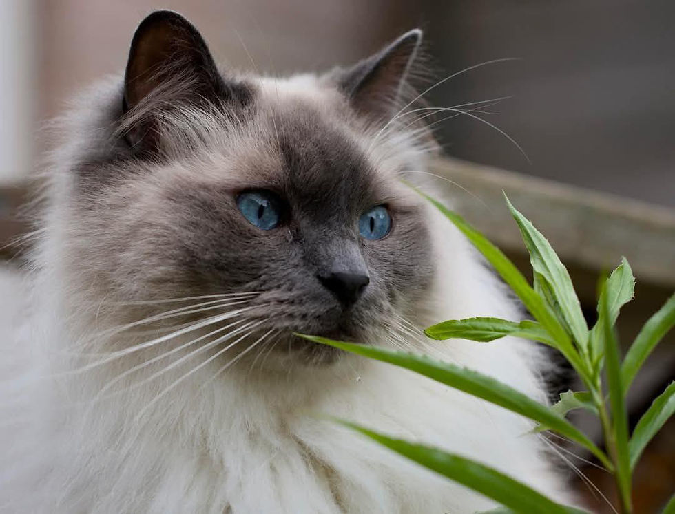 kattenhotel kattenpension kattenopvang kattenverblijf kattenkamer luxe kattenhotel kattenhotel Amsterdam cat hotel amsterdam