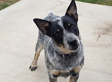Mini Blue Heeler Dog