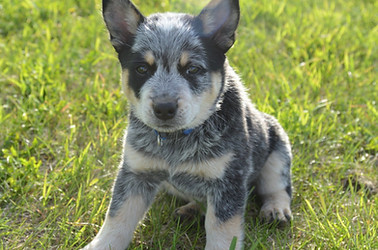 Mini Blue Heeler Puppy