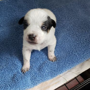 Mini Blue Heeler Pup