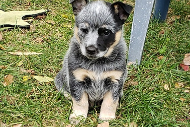 Mini Blue Heeler Pup