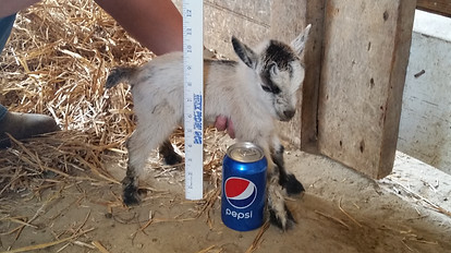 Pygmy Goat buck with soda can