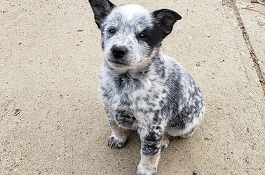 Mini Blue Heeler