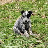 Mini Blue Heeler