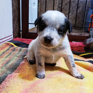 Mini Blue Heeler Pup