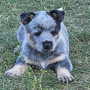 Mini Australian Cattle Dog Puppy for Sale