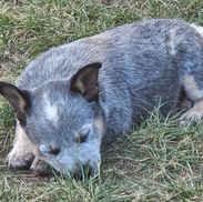 Mini Australian Cattle Dog