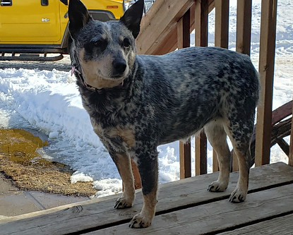 Mini Blue Heeler Dog