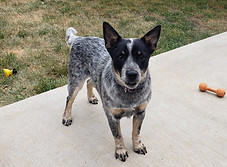 Mini Blue Heeler Dog