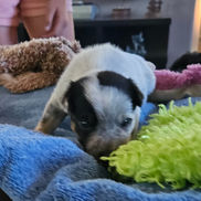 Mini Blue Heeler Puppy for Sale