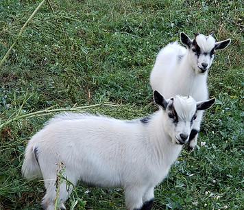 Pygmy Goats, what's that