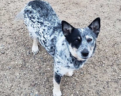 Mini Blue Heeler Dog