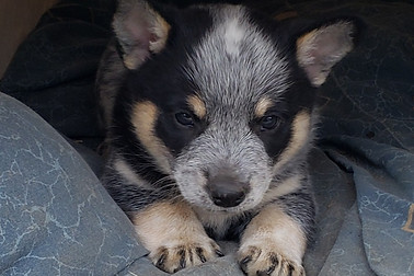 Mini Blue Heeler Pup
